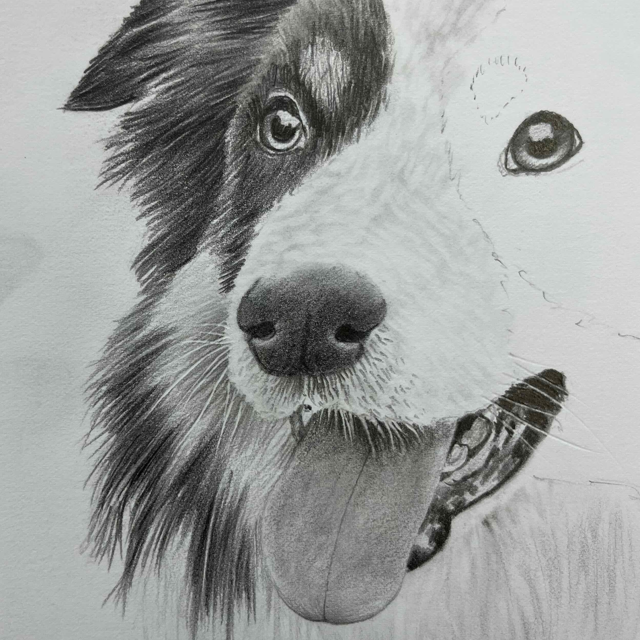 Sat 16th Jan - Animal Portraits in graphite
